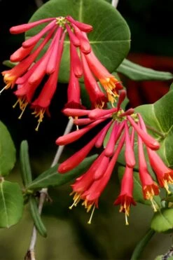 Honey Coral Red Trumpet Honeysuckle - 1 Gallon Pot -Plant Lover House Shop lonicera sempervirens honey coral red trumpet honeysuckle 4