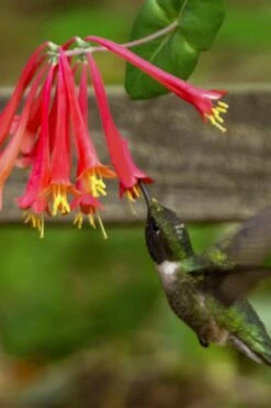 Honey Coral Red Trumpet Honeysuckle - 1 Gallon Pot -Plant Lover House Shop lonicera sempervirens honey coral red trumpet honeysuckle 7