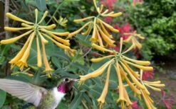 John Clayton Yellow Honeysuckle Vine - 2 Gallon Pot -Plant Lover House Shop lonicera sempervirens john clayton yellow trumpet honeysuckle 101