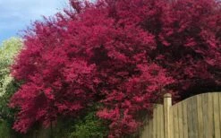 Zhuzhou Loropetalum (Chinese Fringeflower) - 7 Gallon Pot -Plant Lover House Shop loropetalum chinense zhu zhou 100