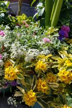 Waikiki Sunset Lysimachia - 5 Pack Of Quart Pots -Plant Lover House Shop lysimachia waikiki sunset 2