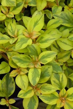 Waikiki Sunset Lysimachia - 5 Pack Of Quart Pots -Plant Lover House Shop lysimachia waikiki sunset 3