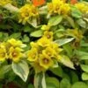 Waikiki Sunset Lysimachia - 5 Pack Of Quart Pots -Plant Lover House Shop lysimachia waikiki sunset 4