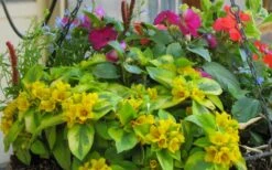 Waikiki Sunset Lysimachia - 5 Pack Of Quart Pots -Plant Lover House Shop lysimachia waikiki sunset 5