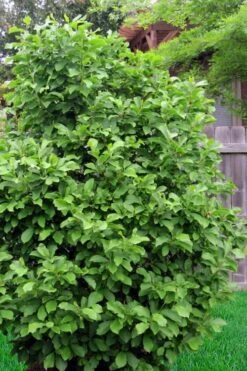Jane Magnolia Tulip Tree - 5 Gallon Pot -Plant Lover House Shop magnolia ann 111 4