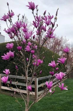 Ann Magnolia Tulip Tree - 2 Gallon Pot -Plant Lover House Shop magnolia ann tulip tree 100 2