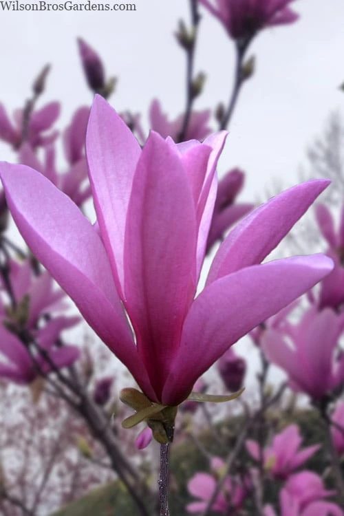 Ann Magnolia Tulip Tree - 3 Gallon Pot 3 Ann Magnolia Tulip Tree - 3 Gallon Pot