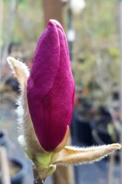 Betty Magnolia Tulip Tree - 3 Gallon Pot -Plant Lover House Shop magnolia betty 21