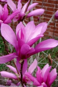 Jane Magnolia Tulip Tree - 7 Gallon Pot (4-5') -Plant Lover House Shop magnolia jane tulip tree 102 1