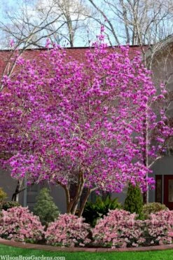 Jane Magnolia Tulip Tree - 5 Gallon Pot -Plant Lover House Shop magnolia jane tulip tree 103 4