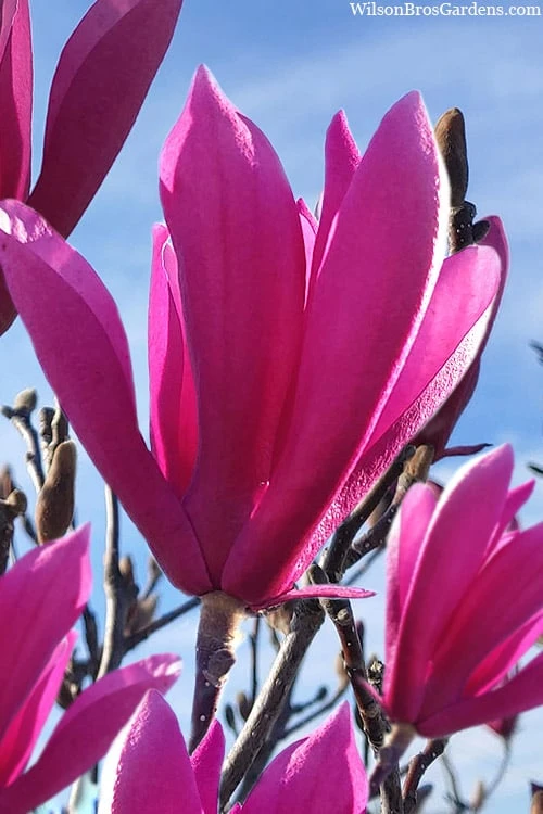 Jane Magnolia Tulip Tree - 3 Gallon Pot 3 Jane Magnolia Tulip Tree - 3 Gallon Pot