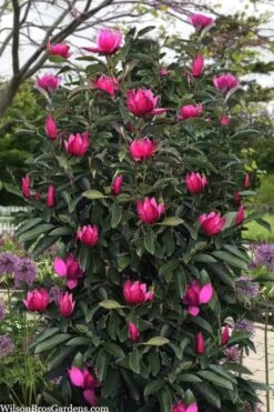 Pink Pyramid Magnolia (Tulip Tree) - 7 Gallon Pot -Plant Lover House Shop magnolia pink pyramid tulip tree 120copy