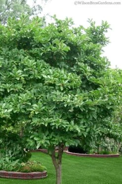 Centennial Blush Star Magnolia - 3 Gallon Pot -Plant Lover House Shop magnolia stellata 1