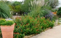 Turk's Cap Mallow - Malvaviscus Drummondii - 1 Gallon Pot -Plant Lover House Shop malvaviscus drummondi turks cap 111