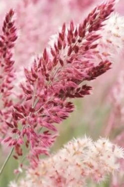 Savannah Ruby Grass (Melinus Nerviglumis) - 6 Pack Of 1 Gallon Pots -Plant Lover House Shop melinus nerviglumis ruby grass 1