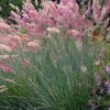 Savannah Ruby Grass (Melinus Nerviglumis) - 6 Pack Of 1 Gallon Pots -Plant Lover House Shop melinus nerviglumis ruby grass 6