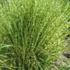 Gold Breeze Zebra Grass (Miscanthus) - 1 Gallon Pot 1 Gold Breeze Zebra Grass (Miscanthus) - 1 Gallon Pot -Plant Lover House Shop miscanthus gold breeze zebra grass 11
