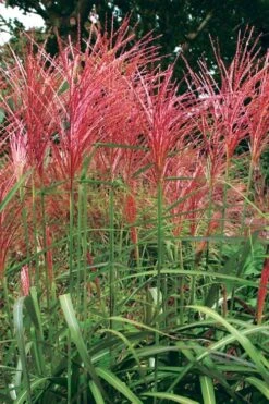 Flame Grass (Miscanthus 'Purpurascens') - 1 Gallon Pot -Plant Lover House Shop miscanthus purpurascens flame grass 1