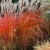 Flame Grass (Miscanthus 'Purpurascens') - 1 Gallon Pot -Plant Lover House Shop miscanthus purpurascens flame grass 10