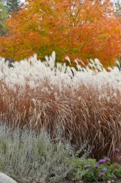 Flame Grass (Miscanthus 'Purpurascens') - 1 Gallon Pot -Plant Lover House Shop miscanthus purpurascens flame grass 4