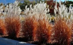 Flame Grass (Miscanthus 'Purpurascens') - 6 Pack Of 1 Gallon Pots -Plant Lover House Shop miscanthus purpurascens flame grass 5 1