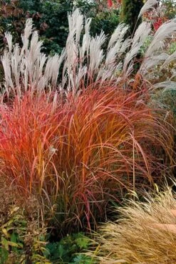 Flame Grass (Miscanthus 'Purpurascens') - 6 Pack Of 1 Gallon Pots