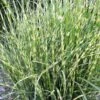 Bandwidth Dwarf Zebra Grass - 6 Pack Of 1 Gallon Pots 1 Bandwidth Dwarf Zebra Grass - 6 Pack Of 1 Gallon Pots -Plant Lover House Shop miscanthus sinensis bandwidth zebra grass 2 1