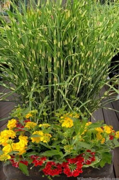 Bandwidth Dwarf Zebra Grass - 6 Pack Of 1 Gallon Pots -Plant Lover House Shop miscanthus sinensis bandwidth zebra grass 5 1