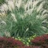 Little Kitten Dwarf Maiden Grass - Miscanthus Sinensis - 2 Gallon Pot -Plant Lover House Shop miscanthus sinensis little kitten maiden grass 1 2