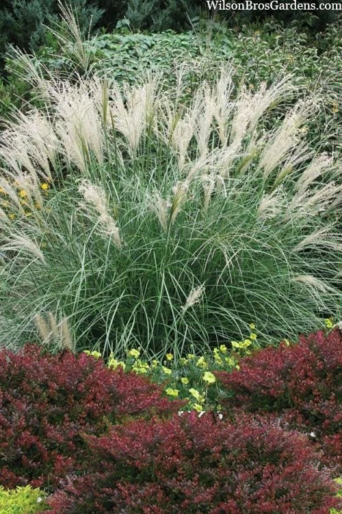 Little Kitten Dwarf Maiden Grass - Miscanthus Sinensis - 2 Gallon Pot 3 Little Kitten Dwarf Maiden Grass - Miscanthus Sinensis - 2 Gallon Pot