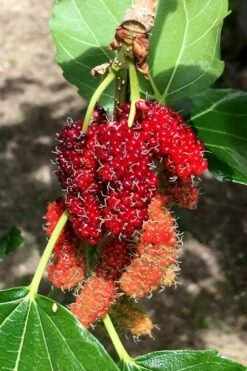 Red Mulberry Tree (Morus Rubra) - 5 Gallon Pot -Plant Lover House Shop morus rubra red mulberry berries 12