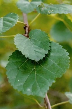 Red Mulberry Tree (Morus Rubra) - 5 Gallon Pot -Plant Lover House Shop morus rubra red mulberry leaves 1