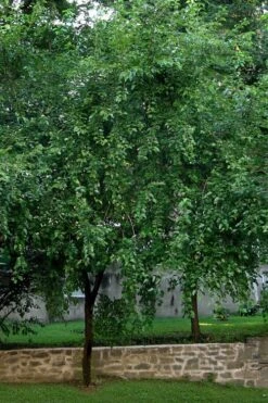 Red Mulberry Tree (Morus Rubra) - 5 Gallon Pot -Plant Lover House Shop morus rubra red mulberry tree 1