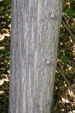 Red Mulberry Tree (Morus Rubra) - 5 Gallon Pot -Plant Lover House Shop morus rubra red mulberry trunk bark 1