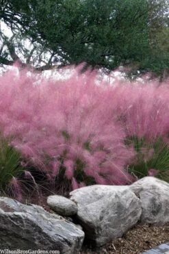 Pink Muhly Grass - Cotton Candy Grass - 2 Gallon Pot