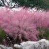 Pink Muhly Grass (Cotton Candy Grass) - 16 Pack Of 1 Gallon Pots -Plant Lover House Shop muhlenbergia capillaris pink muhly cotton candy grass 202 5