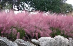 Pink Muhly Grass (Cotton Candy Grass) - 5 Pack Of Quart Pots -Plant Lover House Shop muhlenbergia capillaris pink muhly cotton candy grass 204 6