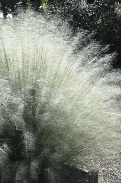 White Cloud Muhly Grass - 1 Gallon Pot -Plant Lover House Shop muhlenbergia capillaris white cloud muhly grass 101