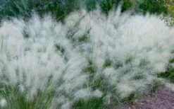 White Cloud Muhly Grass - 3 Gallon Pot -Plant Lover House Shop muhlenbergia capillaris white cloud muhly grass 102 1