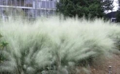 White Cloud Muhly Grass - 3 Gallon Pot -Plant Lover House Shop muhlenbergia capillaris white cloud muhly grass 103 1