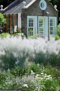 White Cloud Muhly Grass - 3 Gallon Pot -Plant Lover House Shop muhlenbergia capillaris white cloud muhly grass 108 1