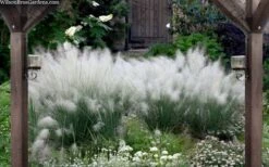 White Cloud Muhly Grass - 1 Gallon Pot -Plant Lover House Shop muhlenbergia capillaris white cloud muhly grass 109