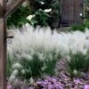 White Cloud Muhly Grass - 6 Pack Of 1 Gallon Pots -Plant Lover House Shop muhlenbergia capillaris white cloud muhly grass 12 3