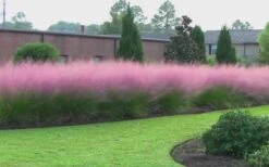 Pink Muhly Grass (Cotton Candy Grass) - 5 Pack Of Quart Pots -Plant Lover House Shop muhly grass pink 70 6
