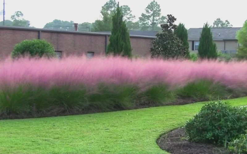 Pink Muhly Grass - Cotton Candy Grass - 6 Pack Of 1 Gallon Pots 11 Pink Muhly Grass - Cotton Candy Grass - 6 Pack Of 1 Gallon Pots - Image 9