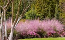 Pink Muhly Grass - Cotton Candy Grass - 6 Pack Of 1 Gallon Pots 21 Pink Muhly Grass - Cotton Candy Grass - 6 Pack Of 1 Gallon Pots -Plant Lover House Shop muhly grass pink 76 5
