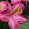 Country Cousin Pink Aromi Azalea (Rhododendron Hybrid) - 3 Gallon Pot 1 Country Cousin Pink Aromi Azalea (Rhododendron Hybrid) - 3 Gallon Pot -Plant Lover House Shop native azalea country cousins 4