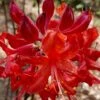 Radiant Red Aromi Azalea (Rhododendron Hybrid) - 2 Gallon Pot -Plant Lover House Shop native azalea radiant red 5 1