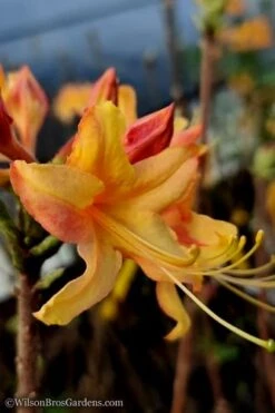 Tallulah Sunrise Native Azalea (Rhododendron) - 1 Gallon Pot -Plant Lover House Shop native azalea tallulah sunrise 13 thumbnail