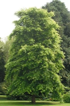 Black Gum Tupelo Tree (Nyssa Sylvatica) - 1 Gallon Pot 14 Black Gum Tupelo Tree (Nyssa Sylvatica) - 1 Gallon Pot -Plant Lover House Shop nyssa sylvatica black gum tupelo tree 2